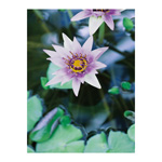 Tropical Water Lily